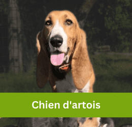 Chien d'artois