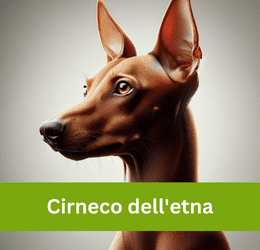 Cirneco dell'etna
