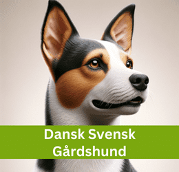 DANSK SVENSK GÅRDSHUND