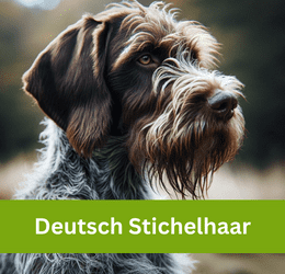 Deutsch Stichelhaar