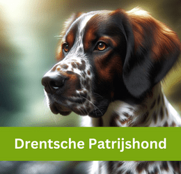 Drentsche Patrijshond