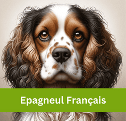 EPAGNEUL FRANÇAIS