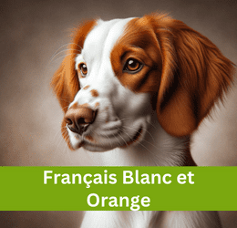 FRANÇAIS BLANC ET ORANGE