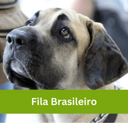 Fila Brasileiro
