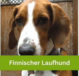 Finnischer Laufhund