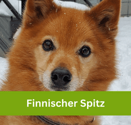 Finnischer Spitz