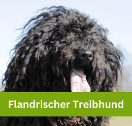 Flandrischer Treibhund