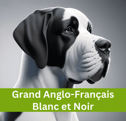 GRAND ANGLO-FRANÇAIS BLANC ET NOIR
