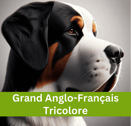 GRAND ANGLO-FRANÇAIS TRICOLORE