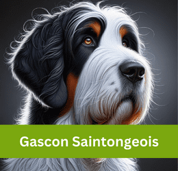 Gascon Saintongeois