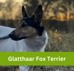 Glatthaar Fox Terrier