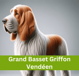 Grand Basset Griffon Vendéen