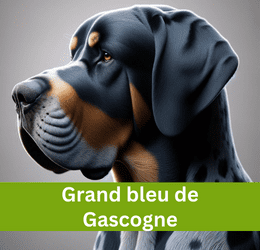 Grand bleu de Gascogne