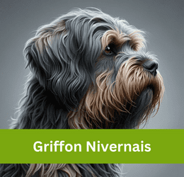 Griffon Nivernais
