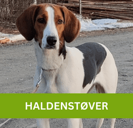 HALDENSTØVER