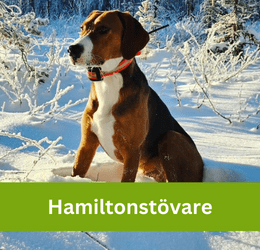 HAMILTONSTÖVARE
