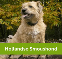 Hollandse Smoushond