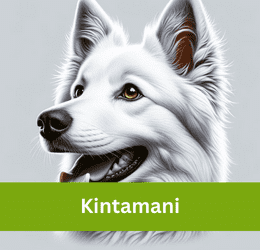 Kintamani