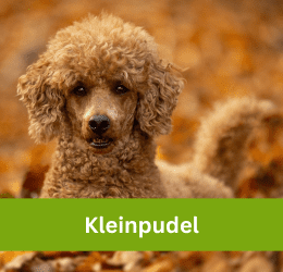 Kleinpudel