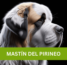 MASTÍN DEL PIRINEO