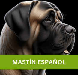 MASTÍN ESPAÑOL