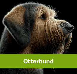 Otterhund