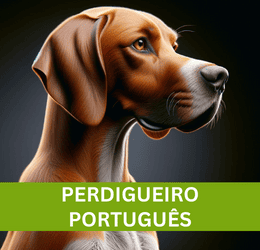 PERDIGUEIRO PORTUGUÊS