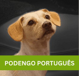 PODENGO PORTUGUÊS