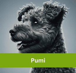 Pumi