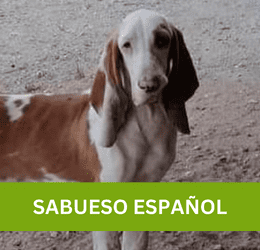 SABUESO ESPAÑOL