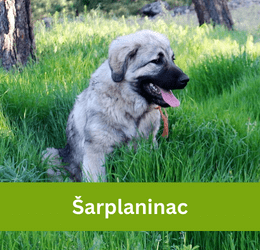 Šarplaninac