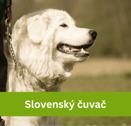 Slovenský čuvač
