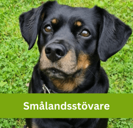 Smålandsstövare
