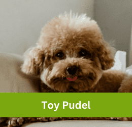 Toy Pudel