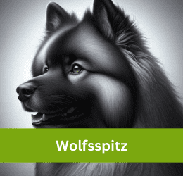 Wolfsspitz