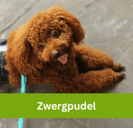 Zwergpudel