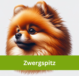 Zwergspitz