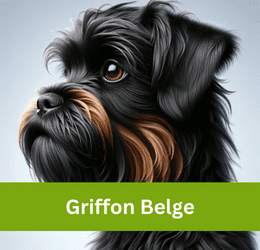 griffon belge