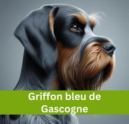 griffon bleu de gascogne