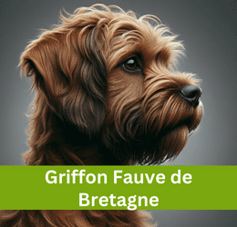 griffon fauve de bretagne