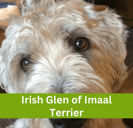 irish glen of imaal terrier