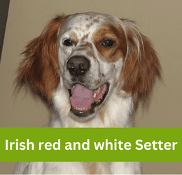 irish red and white setter