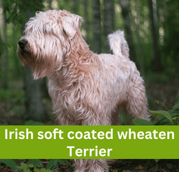 irish soft coated wheaten terrier