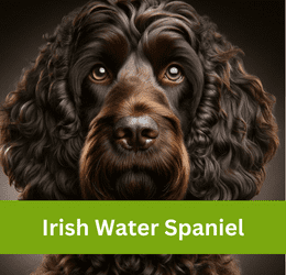 irish water spaniel