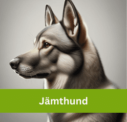 jämthund