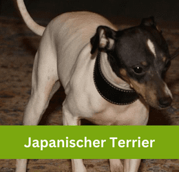 japanischer terrier