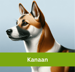 kanaan hund