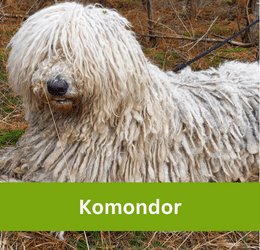 komondora