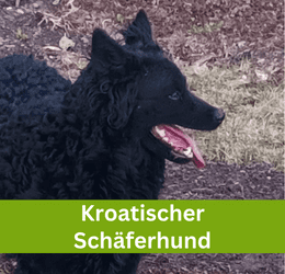 kroatischer schäferhund
