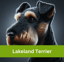 lakeland terrier